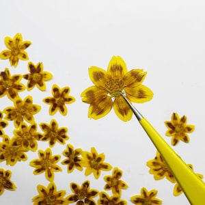 Pressed flowers,6 pcs/pack,Yellow Ghostly Flower,Pressed Flat Dried Flowers Preserved Flat Wildflower （2.5-3cm)