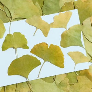 Feuilles pressées, 10 pcs/paquet, Tailles variées, feuilles séchées pressées jaunes-vertes, Feuille d'automne, Fleur sauvage plate, Feuille de ginkgo conservée, Feuillage Tige