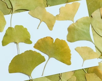 Pressed Leaves,10 pcs/Pack,Mixed size yellow green Pressed dried Leaves,Fall Leaf Flat wild flower Presserved ginkgo leaf Foliage Stem