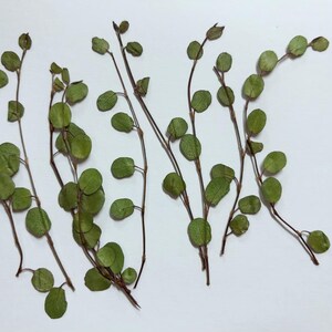 Pu&ograve; includere: Foglie verdi secche con steli sottili disposte su uno sfondo bianco. Le foglie sono rotonde e hanno una texture delicata.