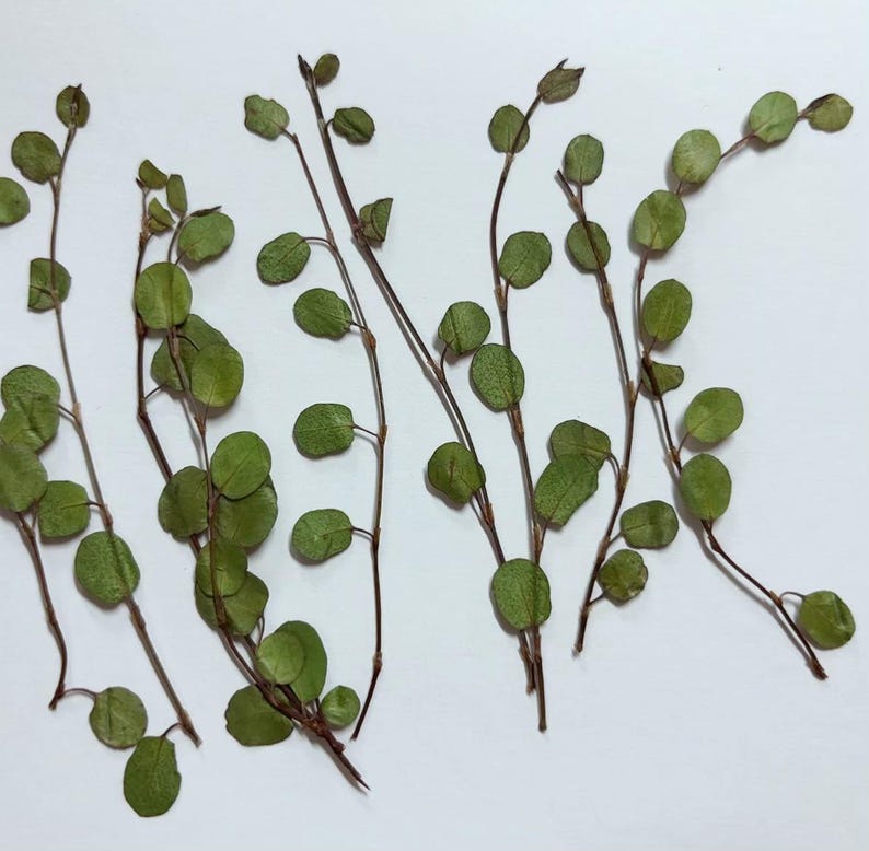 Pu&ograve; includere: Foglie verdi secche con steli sottili disposte su uno sfondo bianco. Le foglie sono rotonde e hanno una texture delicata.