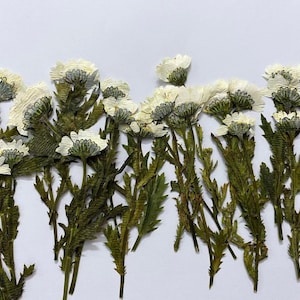 Pressed Dried Flower White Chrysanthemum,10PCS Set (6-9CM) Pressed Flower Stems,Real Pressed White Flat Flowers, Preserved Dried flowers