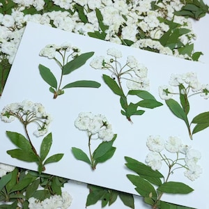Pressed flowers, White Pressed Flower, Flower with stems,Dried flowers flowers,Flat Natural Preserved Pressed Dry Flower Stems 6 pcs/Pack