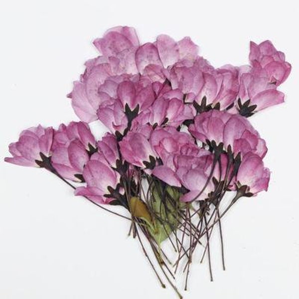 12 pcs/Pack, Pressed flowers,Purple Cherry Blossom Bud Real Pressed dry Flowers,Pressed Flat Dried Flowers Preserved Flat Wildflower