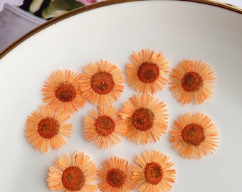 Orange Chrysanthemum Pressed Flowers - 12 pcs Craft Supply
