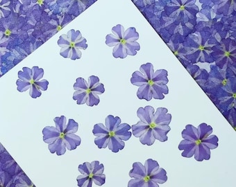 Pressed flowers,12 pcs blue Purple Verbena Real Pressed dry Flowers,Pressed Flat Dried Flowers Preserved Flat Wildflower