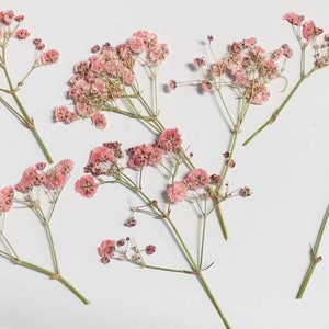 May include: Several stems of dried baby's breath flowers with small, delicate pink blooms. The stems are green and arranged on a white background. The flowers are a soft pink color and appear to be preserved.