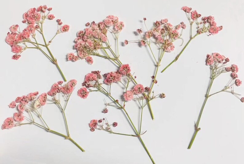 May include: Several stems of dried baby's breath flowers with small, delicate pink blooms. The stems are green and arranged on a white background. The flowers are a soft pink color and appear to be preserved.