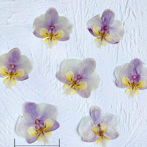 Purple Pressed flowers,Pressed flowers,2 pcs Phalaenopsis flower,Pressed Flat Dried Flowers Preserved Wildflower（4-5cm),Dried flower