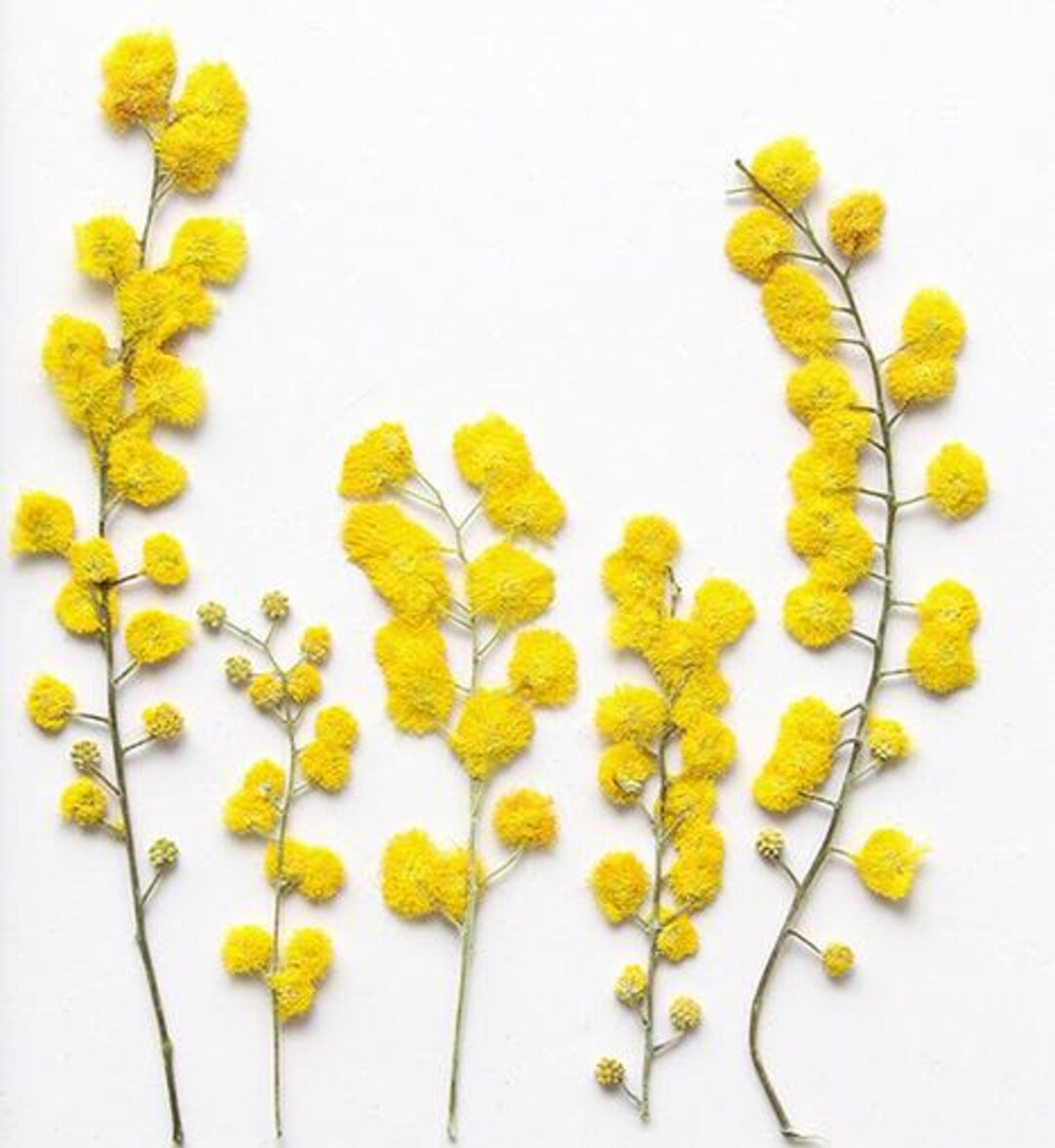 Pressed Flowers,10 Pcs Pressed Flowers,christmas Flowers,pressed Flat ...