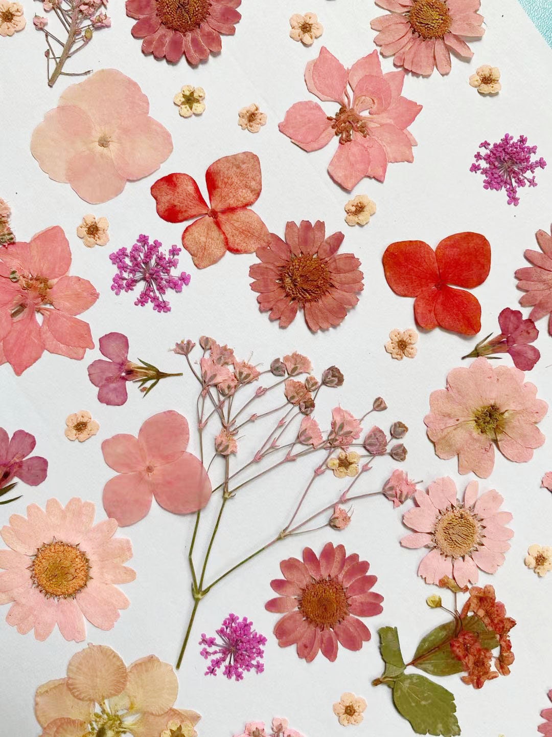 Small Light Pink Pressed Dry Flowers – Craftyrific