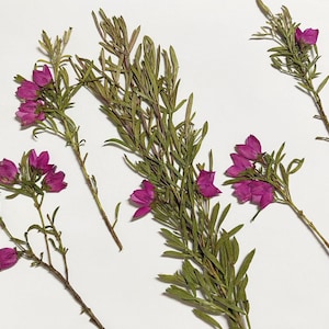 Pressed flowers,Rose Red Pressed Flowers 6 pcs/Pack,Rose Red  Flowers,Rose Red Dried Flowers,Dried Flower Stems Dry Flowers