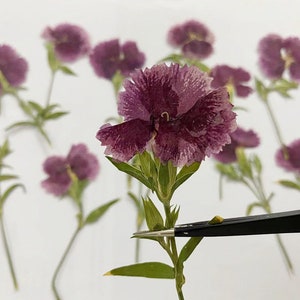 Pressed flowers,Purple Pressed flowers,8pcs/Pack,  carnations Real Pressed dry Flowers,Pressed Dried Flower,Preserved Flat Wildflower