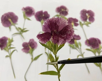 Pressed flowers,Purple Pressed flowers,8pcs/Pack,  carnations Real Pressed dry Flowers,Pressed Dried Flower,Preserved Flat Wildflower