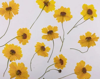 Geperste bloemen, gele geperste bloemen 8 stks/pak, gele coreopsis tinctoria, gele gedroogde bloemenstengel, geperste platte bloemen