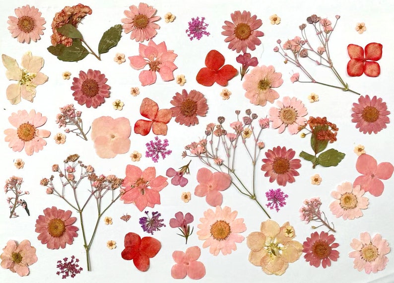 Geperste bloemen, roze Geperste bloemen, 100 STUKS Set roze gemengd pakket, Geperste gedroogde bloemen, roze droogbloemen Roze