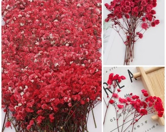 20  PCS Red Pressed Baby's Breath Flowers: Dried Wedding Invitation Decor