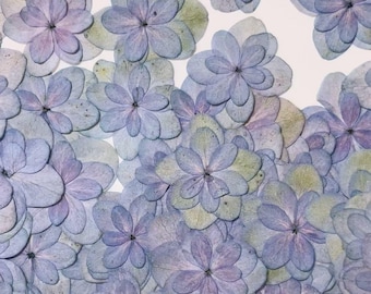 Pressed flowers,Blue Purple Dried Pressed Hydrangea Flowers 12pcs/Pack, Blue Dry Flowers,Dried Flowers,Pressed Flat Flowers Hydrangea
