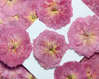 Geperste bloemen, donkerroze geperste bloemen, 6 stuks/pak, donkerroze roosgedroogde bloemen, geperste platte bloemen, gedroogde bloemen (5-6 cm)