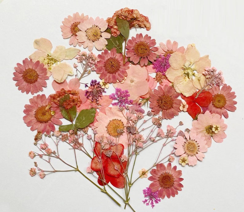 Geperste bloemen, roze Geperste bloemen, 100 STUKS Set roze gemengd pakket, Geperste gedroogde bloemen, roze droogbloemen afbeelding 3