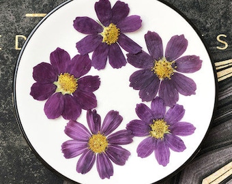 5 pcs Pressed flowers,Large galsang flower,Pressed Flat Dried Flowers Preserved Flat Wildflower（4-7cm),Dried flower