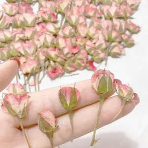 Pressed flowers,pink Rose Pressed Flowers 12 pcs/Pack, Dry Flowers,pink rose,Pressed Dry Flower,Pressed Rose bud,Dried  Flowers