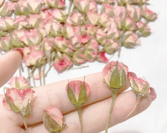 Pressed flowers,pink Rose Pressed Flowers 12 pcs/Pack, Dry Flowers,pink rose,Pressed Dry Flower,Pressed Rose bud,Dried  Flowers