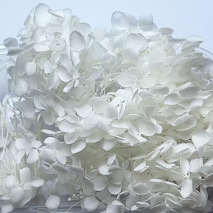 Könnte beinhalten: Ein Bund getrockneter weißer Hortensienblüten. Die Blüten sind zart und haben eine weiche, federartige Textur.