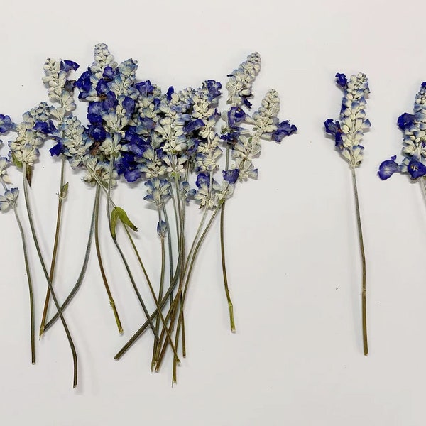 Pressed flowers,Real Dried Pressed ,Preserved Pressed Dry Blue Flower Stems 6 pcs/Pack
