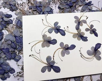 Blue Pressed flowers,Blue Butterfly Dried flower,6 pcs/Pack,blue Pressed dry Flower ,Pressed Flat Dried Flowers Preserved Flat Wildflower