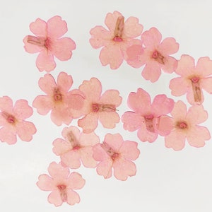 Pressed flowers,12 pcs/Pack, pink Verbena,Pressed dry Flowers,Pressed Flat Dried Flowers Preserved Flat Wildflower,Small pink Dried Flowers