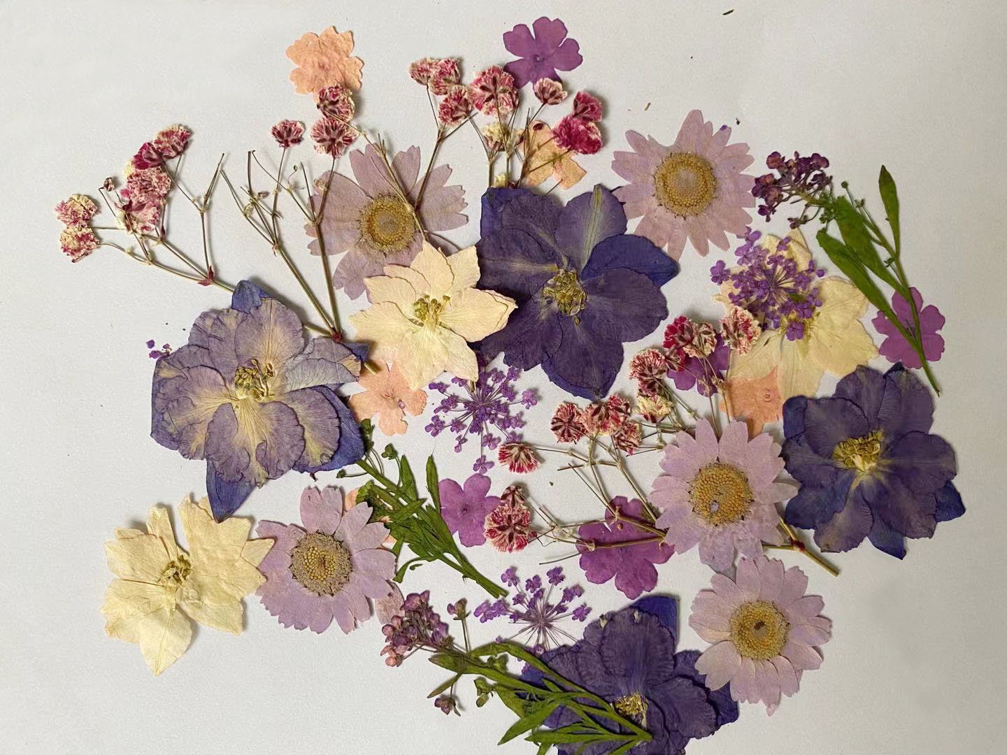 20 Pc Sample Pack Pressed Dried Flowers Mixed, Purple Assorted, Preserved  Flowers, Real Flat - Yahoo Shopping
