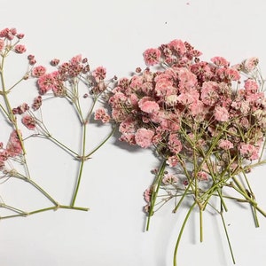 May include: Dried pink baby's breath flowers. The delicate blooms are clustered together on thin, green stems. The flowers have a soft, textured appearance and are arranged on a white surface. Ideal for crafting or floral arrangements.