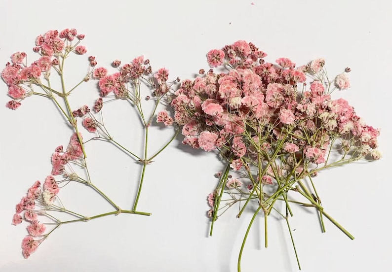 May include: Dried pink baby's breath flowers. The delicate blooms are clustered together on thin, green stems. The flowers have a soft, textured appearance and are arranged on a white surface. Ideal for crafting or floral arrangements.