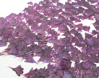 Dark Purple Pressed Cornflower Flowers: Dried Flat Wildflower, 12pcs