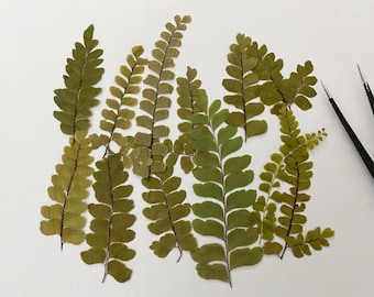 Suszone liście paproci Adiantum: zestaw suszonych liści (12 szt., 4-8 cm)