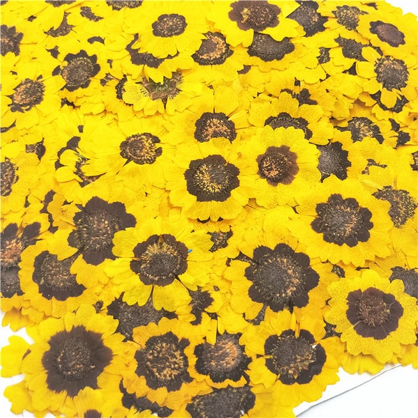 Fleur pressée,Fleurs jaunes pressées,12 PCS / Pack Chrysanthème sec préservé Oeil de serpent sec, Fleurs séchées jaunes Fleur sauvage plate