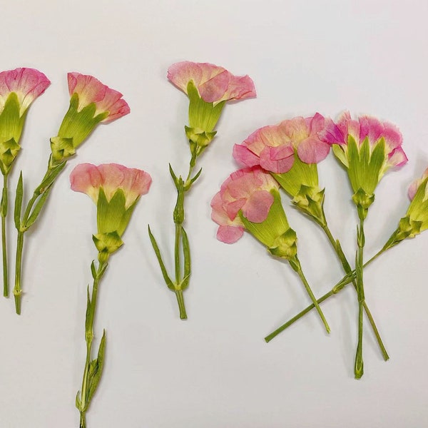 Pink carnation Pressed Flowers,6 pcs/Pack,Pressed flowers,Pink Dried Flower Stems,Pressed Dry Flower,Pressed Flat Flowers,Dried Flower
