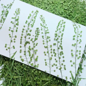May include: Five sprigs of dried green plants with small round seed pods arranged on a white background.