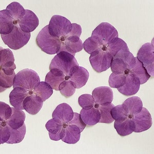 Pressed flowers,12 pcs/Pack, Purple Hydrangea Real Pressed dry Flowers,Pressed Flat Dried Flowers Preserved Flat Wildflower