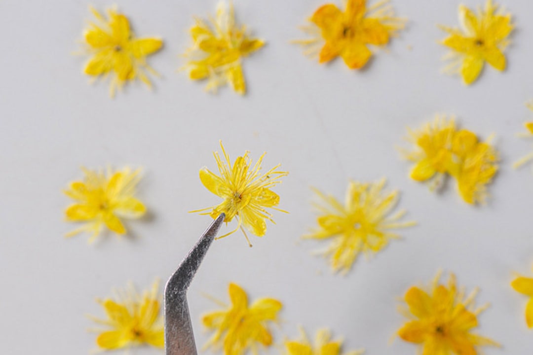Yellow Pressed Flowers: Small Dried Flowers for Resin Art (12 Pcs) - Etsy