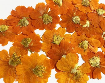 6 pcs,Pressed flower,Pressed orange Flowers,Preserved Dry Flowers,Flat Flowers,Pressed Flat Dried Flowers Preserved Flat Wildflower(3-4cm)