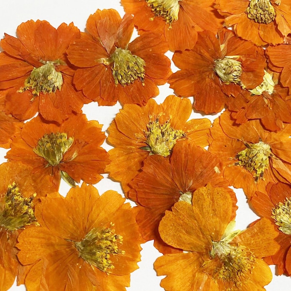 6 pcs,Fleurs pressées,Fleurs oranges pressées,Fleurs séchées stabilisées,Fleurs plates,Fleurs séchées plates pressées,Fleurs sauvages plates stabilisées (3-4 cm)