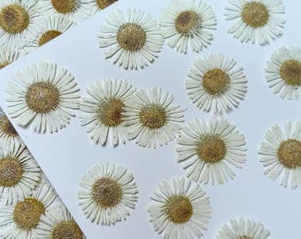Pressed flowers,12 pcs/Pack,white chrysanthemum Real Pressed dry Flowers,Pressed Flat Dried Flowers Preserved Flat Wildflower