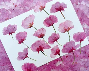 12 stuks roze geperste kersenbloesems: echte gedroogde bloemen