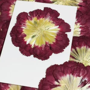 May include: Close-up of a pressed flower with a vibrant yellow center and deep burgundy petals, mounted on a white card. The flower's delicate details are preserved, showcasing its natural beauty. Other pressed flowers are visible in the background.