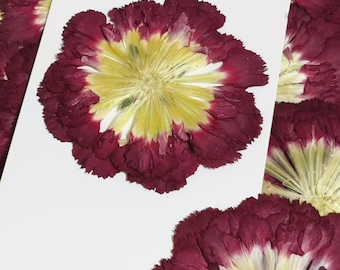 pressed flowers Wine Red Pressed Carnation Dried Flat Flowers, pressed flowers 2 PCS