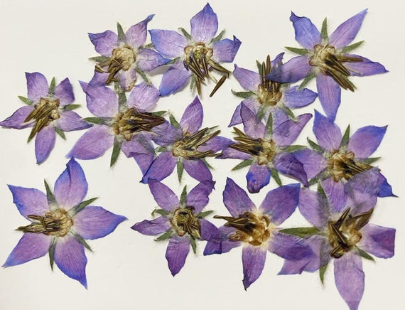 Pressed Natural Real Flower in Purple Color