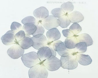12pcs Light Purple Pressed Hydrangea Flowers: Dried Flat Wildflower