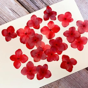 12 pcs/Pack, Pressed flowers,red big Hydrangea Real Pressed dry Flowers,Pressed Flat Dried Flowers Preserved Flat Wildflower